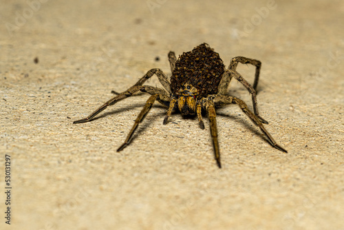 Fotografija Giant female wolf spider carrying hundreds of her young on her back