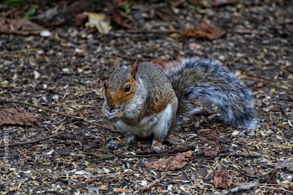 A beautiful portrait image of a wild squirrel in the forest. This forest is located in Preston, Lancashire and is home to many wildlife. A beautiful portrait image of a wild squirrel in the forest. This forest is located in Preston, Lancashire and is home to many wildlife.