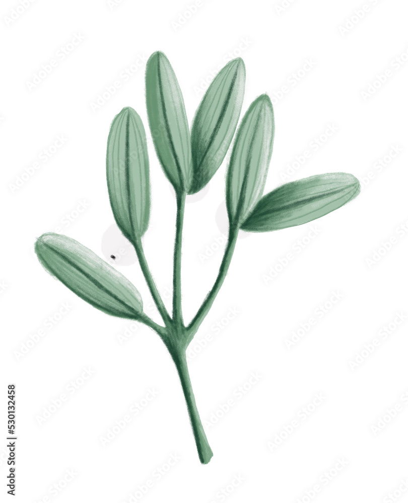 Obraz premium Christmas Mistletoe Green Twig, hand-drawn style illustration