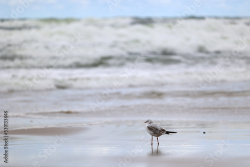 Ptak mewa na plaży nad morzem na tle nieba.