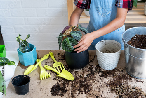 Girl replant a potted houseplant Maranta into a new soil with drainage. A rare variety Marantaceae leuconeura Massangeana Potted plant care, hand sprinkle the mixture with a scoop and tamp it in a pot