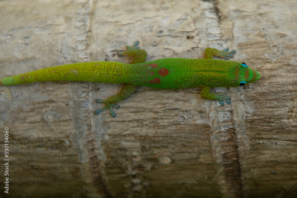 Lizard gecko top view, green lizard reptile.