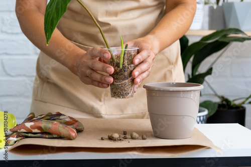 Reproduction and transplanting a home plant Philodendron verrucosum into a pot. A woman plants a stalk with roots in a new soil, rooted in a glass with moss. Caring for a potted plant, hands close-up