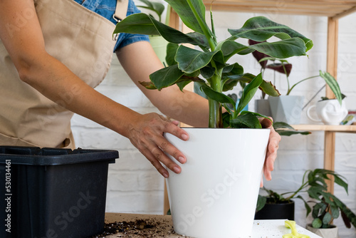 Transplanting a home potted plant banana palm Musa into a pot with automatic watering. Replant in a new ground, women's hands caring for a tropical plant, hobbies and environment