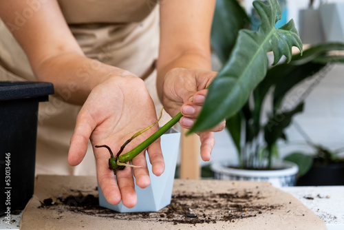 The stalk of a domestic plant with roots for reproduction and planting with a pot with soil. Hobbies and care of potted plants, breeding business, cuttings