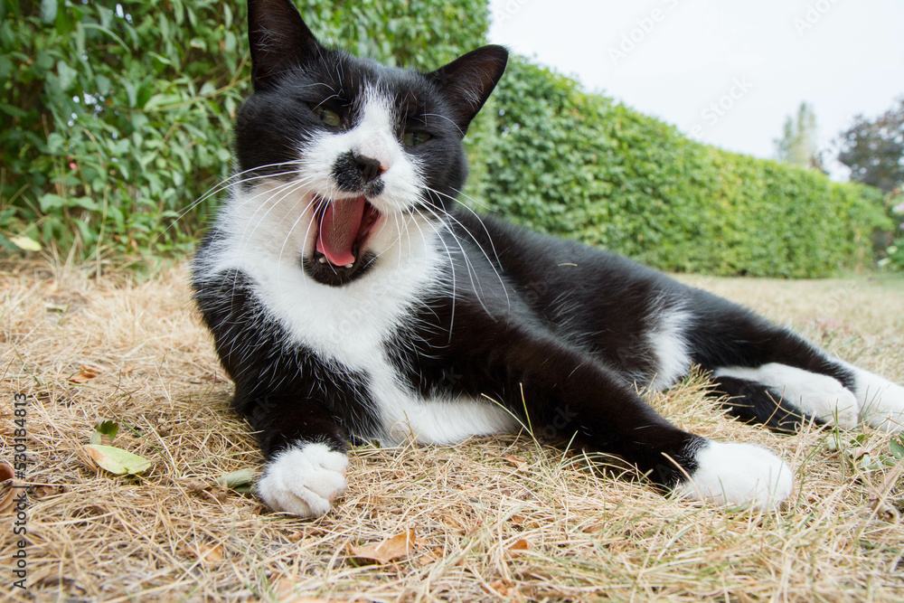 Black and white cat yawning, looks like it's talking