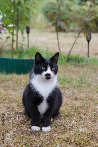 Black and white cat sitting in a garden	
