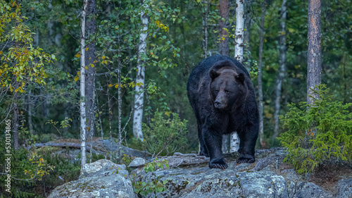 Braunbär in Finnland photo