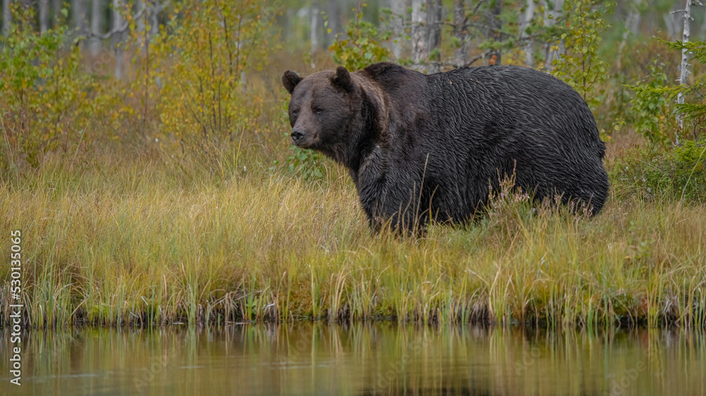 Braunbär in Finnland Braunbär in Finnland