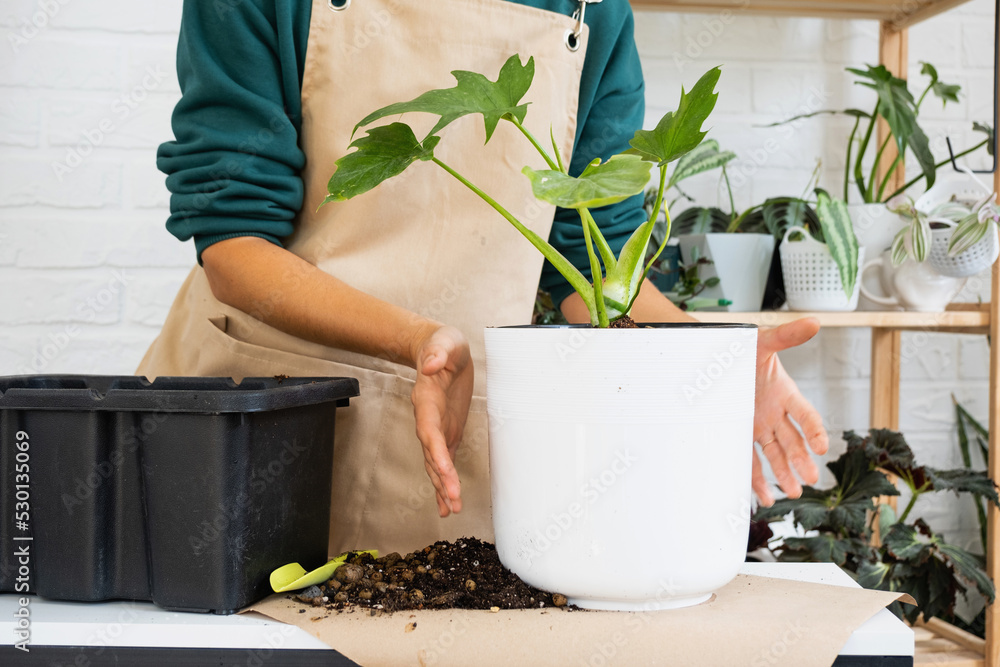 Transplanting a home plant Philodendron into a new pot. A woman plants