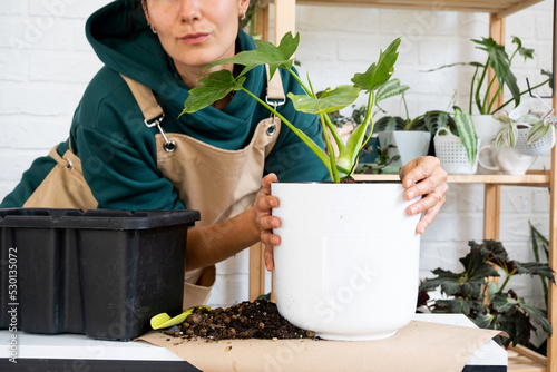 Transplanting a home plant Philodendron into a new pot. A woman plants a stalk with roots in a new soil. Caring and reproduction for a potted plant, hands close-up