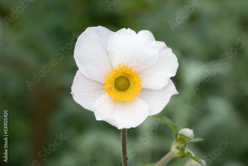 Anemone elfin swan (anemone hybrida (x) 'elfin swan')