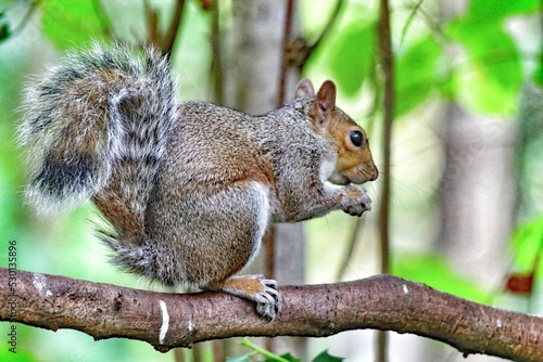 A beautiful portrait image of a wild squirrel in the forest. This forest is located in Preston, Lancashire and is home to many wildlife. © NW_Photographer