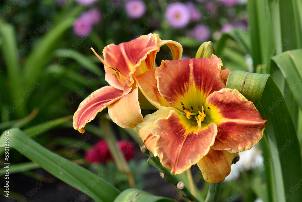 Red and yellow lily flowers on a green bush in a green garden. Beautiful lily in the afternoon. Red and yellow lily flowers on a green bush in a green garden. Beautiful lily in the afternoon.