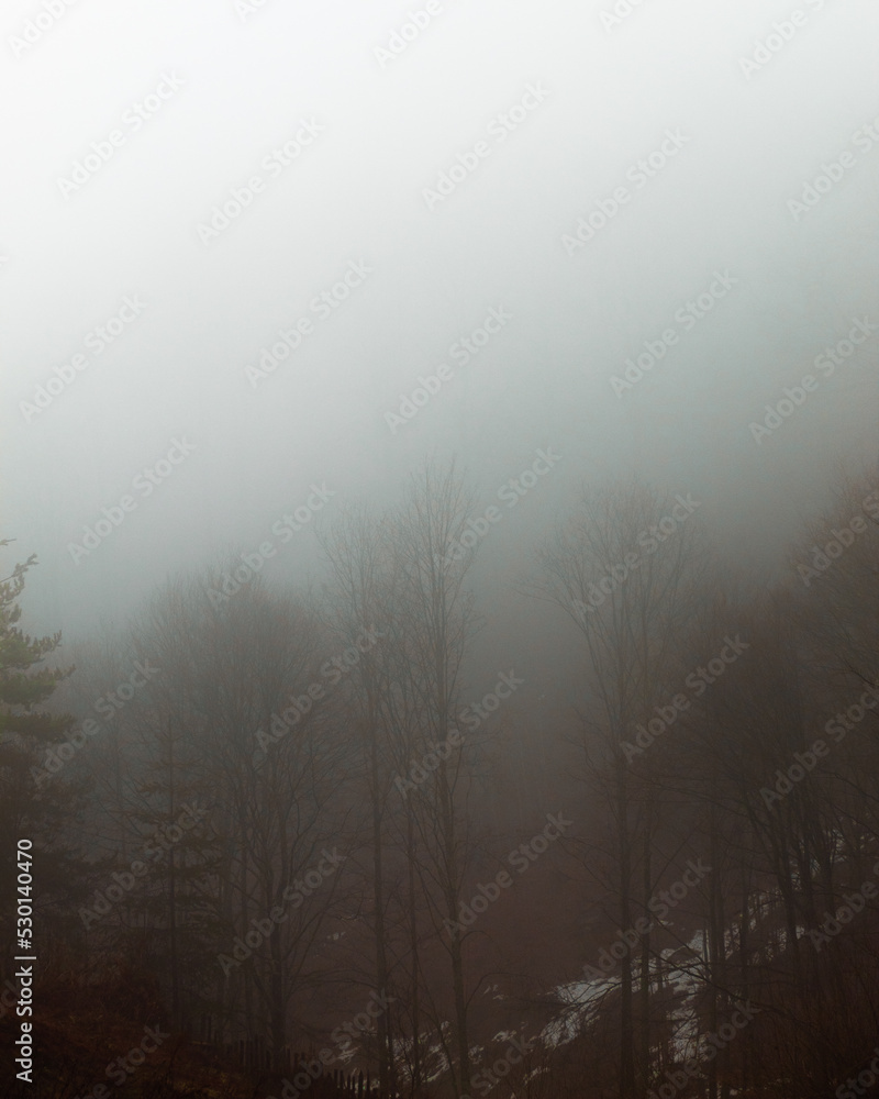 Very foggy scenery out in the forest. Very foggy scenery out in the forest.
