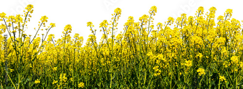 Ecological rapeseed field 