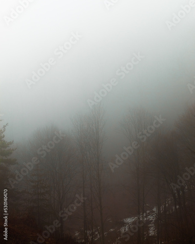 Very foggy scenery out in the forest.