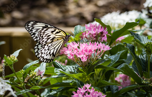 Paperkite exotic butterfly sitting on pink flowers at a butterfly garden in Pine Mountain Georiga. photo