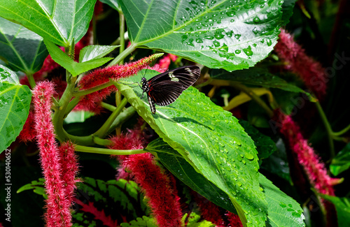 Doris Longwing Butterfly at exotic butterfly garden in Pine Mountain Georiga. photo