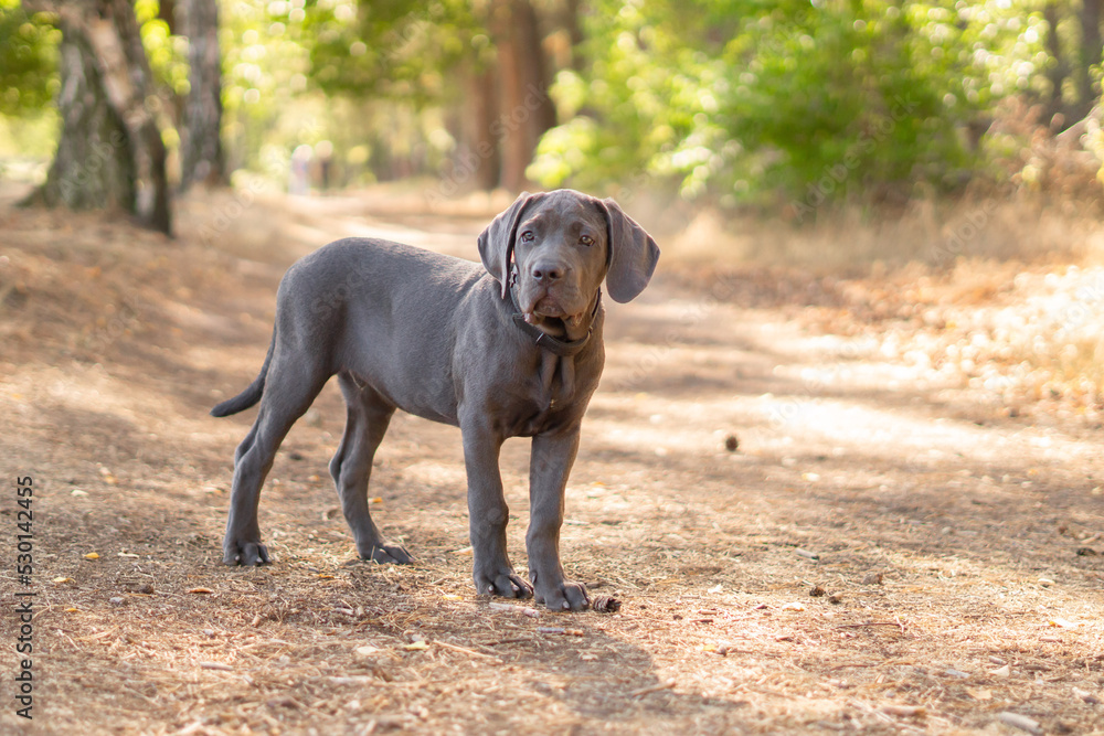 Cane Corso puppy in the woods