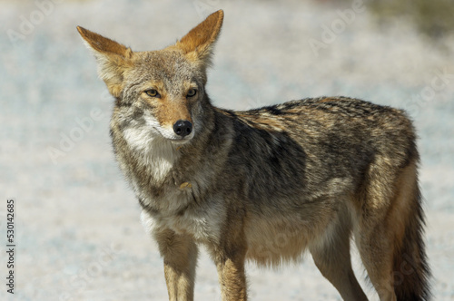 Standing coyote shown in Death Valley National Park, California, United States.