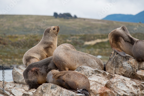 Female sea lions on a rock in the Beagle Channel. Due to their brown colour, they blend with the rocks.