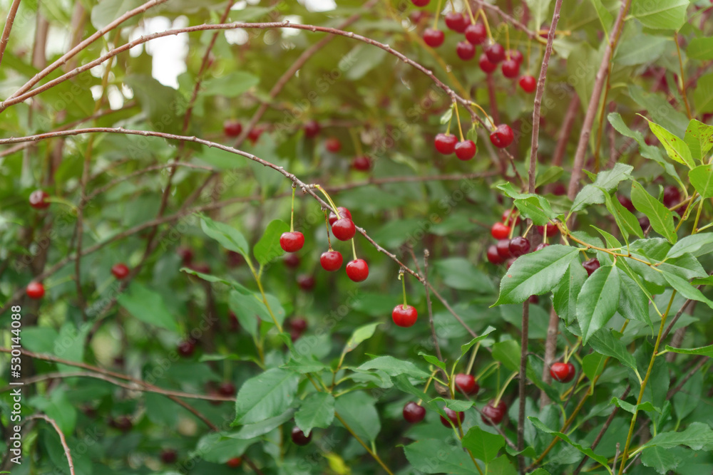 Obraz premium Ripe cherries on a tree branch. Cherries hang on a branch of a cherry tree. Cherry tree in the garden. Selective focus