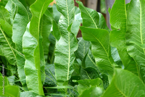 Leinwand Poster Green horseradish leaves Armoracia rusticana