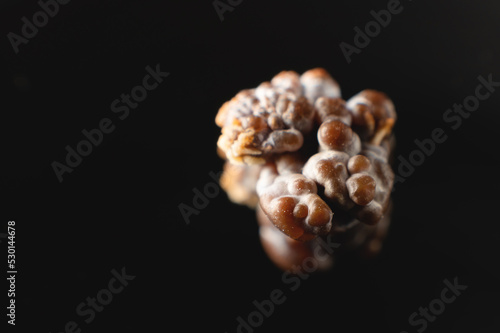 Murais de parede Macro extreme nephrolithiasis - close-up of a kidney stone renal calculus or nephrolitis on a black background