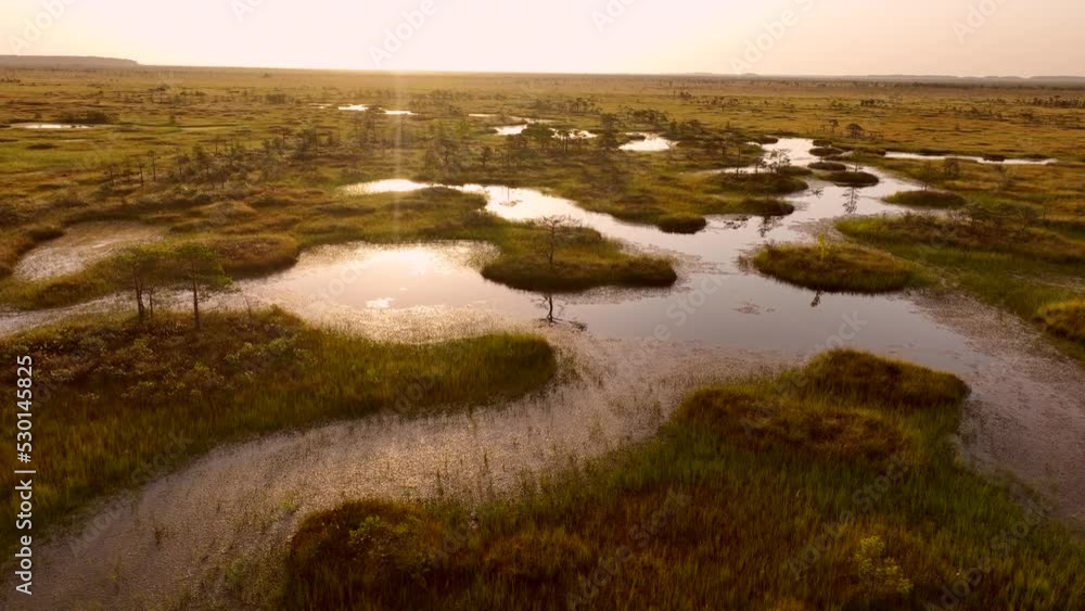 Swamp Yelnya on sunset landscape. Wild mire of Belarus. East European swamps and Peat Bogs. Ecological reserve in wildlife. Marshland with islands and pine trees. Swampy land and wetland, marsh, bog. Swamp Yelnya on sunset landscape. Wild mire of Belarus. East European swamps and Peat Bogs. Ecological reserve in wildlife. Marshland with islands and pine trees. Swampy land and wetland, marsh, bog.