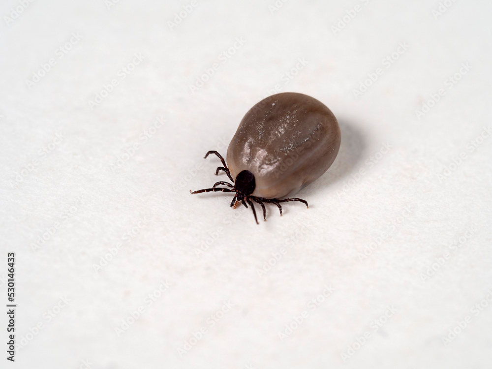 A fat, blood-pumping tick. A fat, blood-pumping tick.