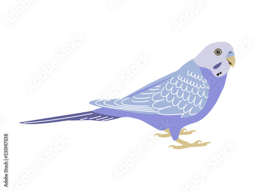 Budgerigar violet parrot. Budgie bird, or colorful Parakeet pet cartoon style illustration on white background.