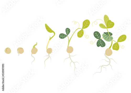 Green peas vector doodle illustration set. Hand drawn green peas microgreens. Healthy food. Detailed organic product sketch. Cooking flavor ingredient. Great for label, sign, icon