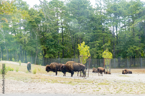 Yak and cow resting in the summer - Image