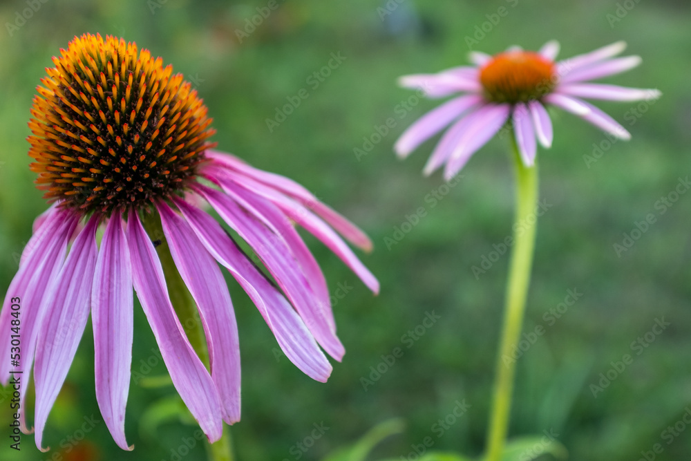 Fototapeta premium Two pink echinacea flowers with petals on a green blurred backdrop. Echinacea purpurea for poster, branding, calendar, multicolor card, banner, cover, post, website. High quality photo