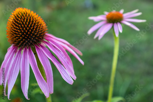 Two pink echinacea flowers with petals on a green blurred backdrop. Echinacea purpurea for poster, branding, calendar, multicolor card, banner, cover, post, website. High quality photo