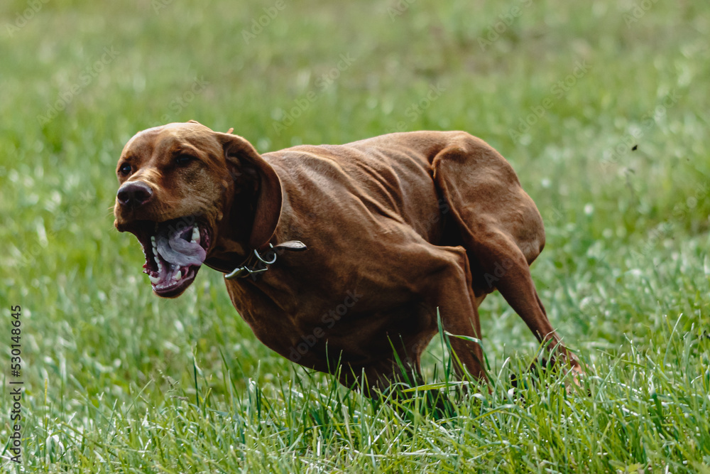 Dog running across the field on lure coursing competition