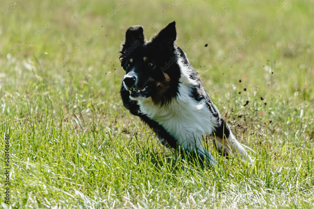 Dog running across the field on lure coursing competition
