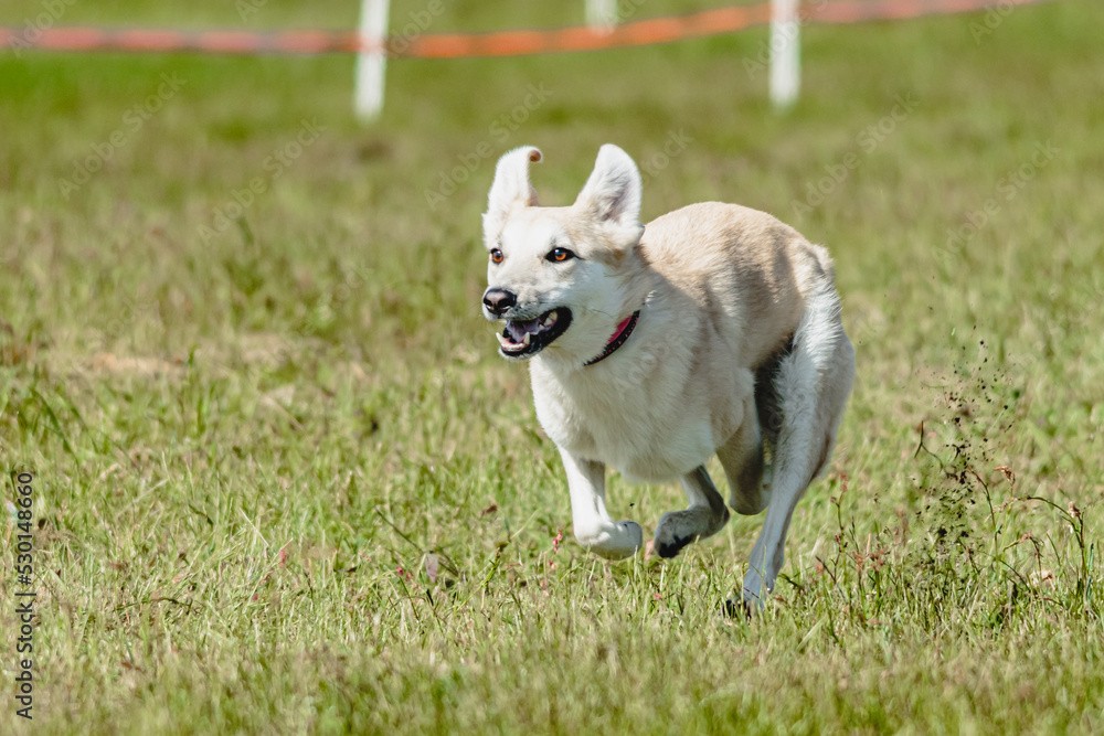 Dog flying moment of running across the field on lure coursing competition Dog flying moment of running across the field on lure coursing competition