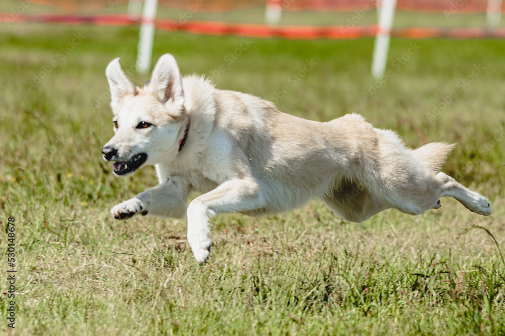 Dog flying moment of running across the field on lure coursing competition