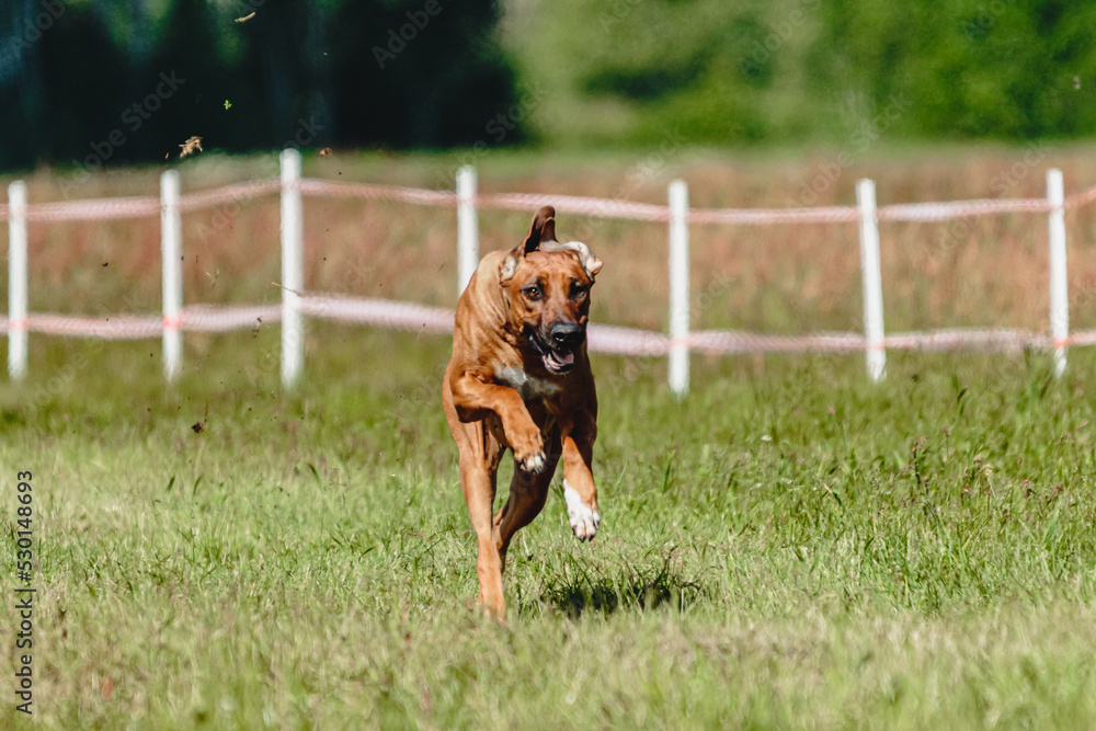 Dog flying moment of running across the field on lure coursing competition Dog flying moment of running across the field on lure coursing competition