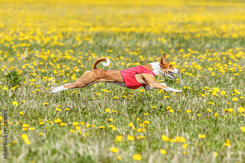 Basenji dog running in red jacket on coursing field at competition in summer