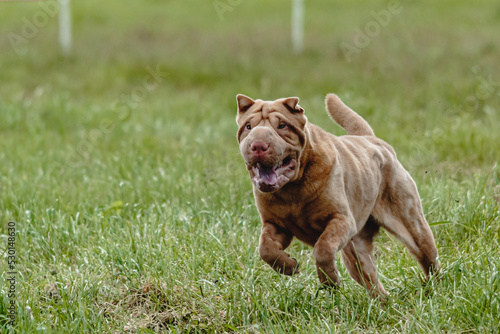 Shar Pei dog running in the field on lure coursing competition with sunny weather