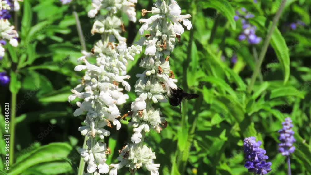 Bumblebee pollinating on white and blue flowers of a sage field. Bumblebee pollinating on white and blue flowers of a sage field.