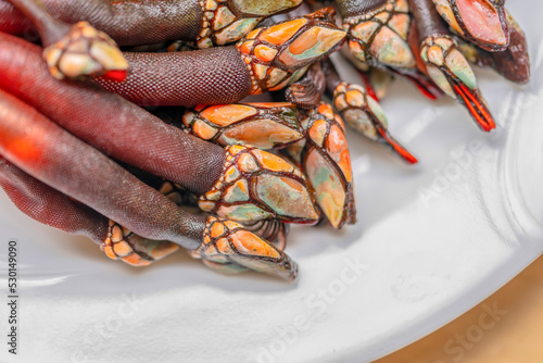 Pollicipes pollicipes (goose neck barnacle) photo