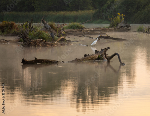 Golden Indiana Light