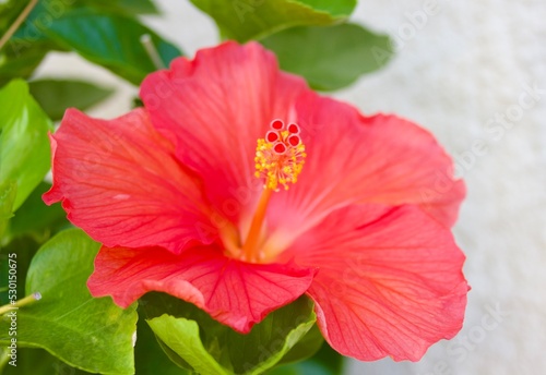 Flor de hibisco roja con pistilos amarillos.