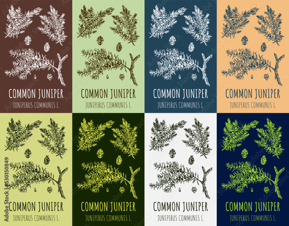 Set of vector drawing of juniper in various colors. Hand drawn illustration. Latin name JUNIPERUS COMMUNIS L.