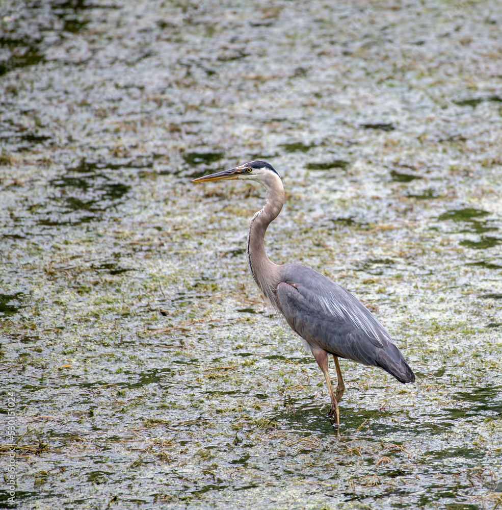 Fototapeta premium great blue heron in the marsh