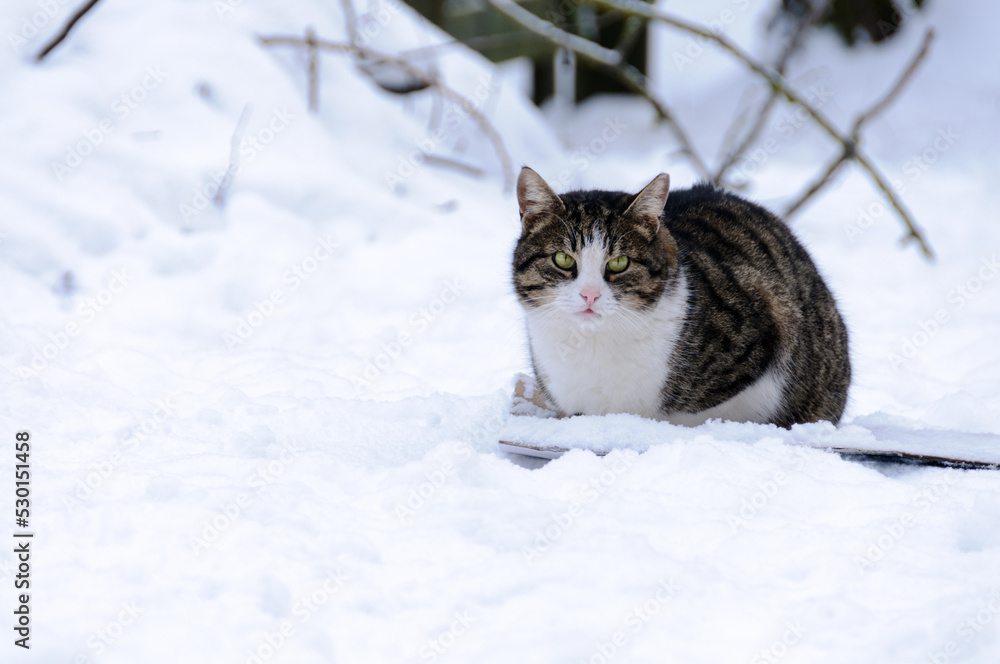 Striped cat lying on the snow. Selective focus with copy space. Looking at the camera